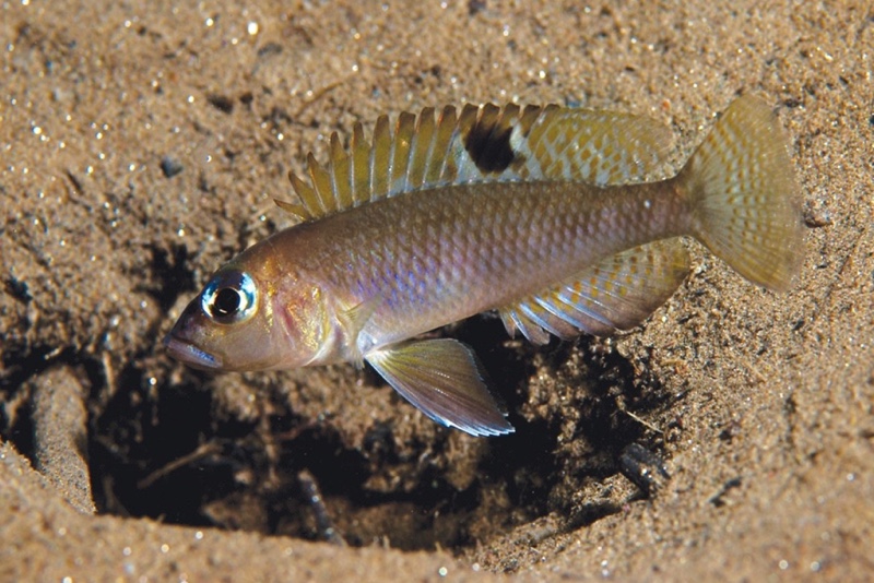 Lamprologus kungweensis 'Kiriza'